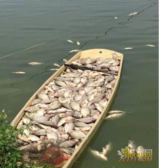 魚(yú)類養(yǎng)殖